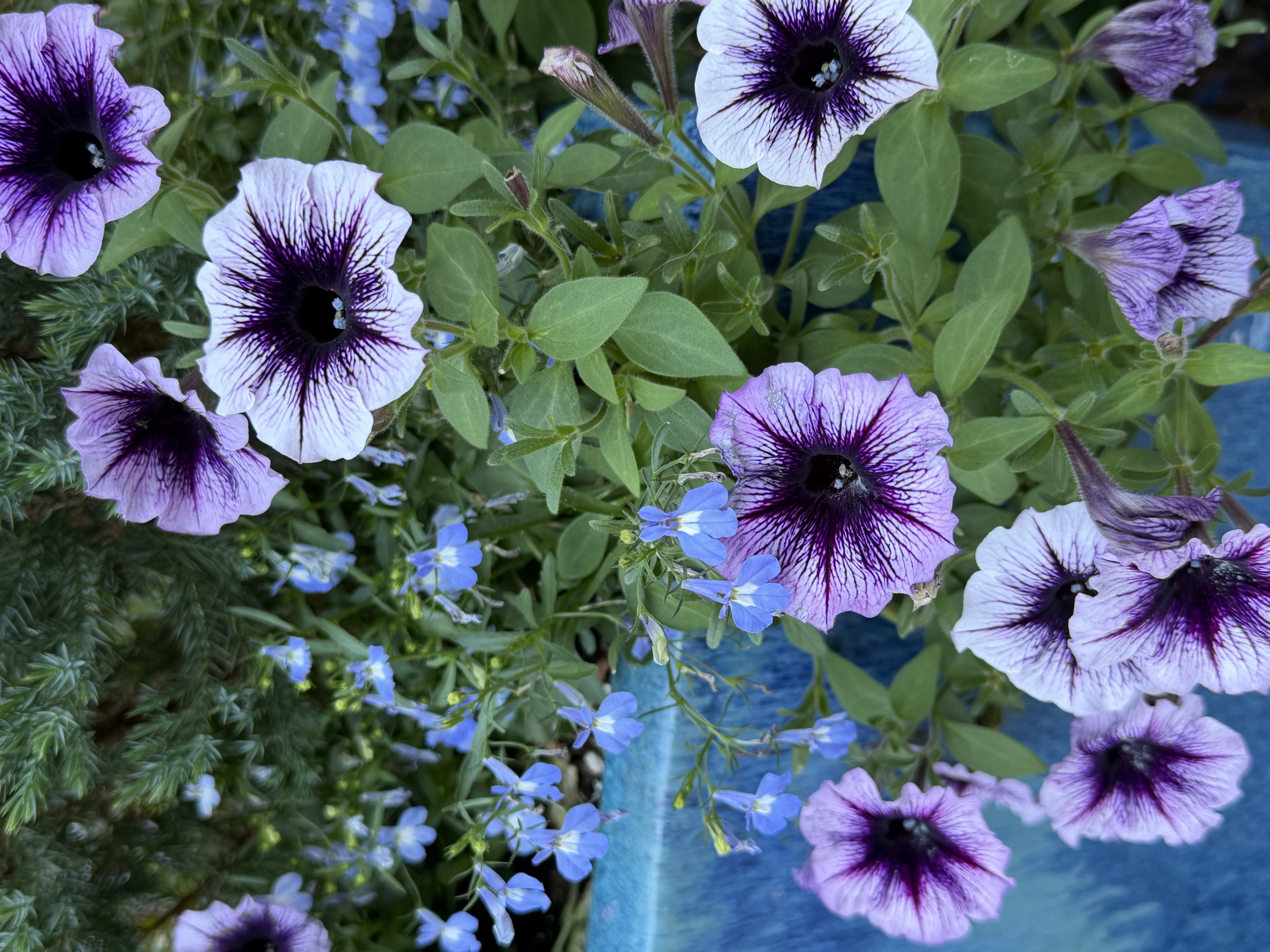 Purple and blue flowers